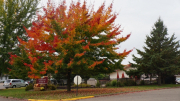 Large oak tree changing colors by facility.JPG