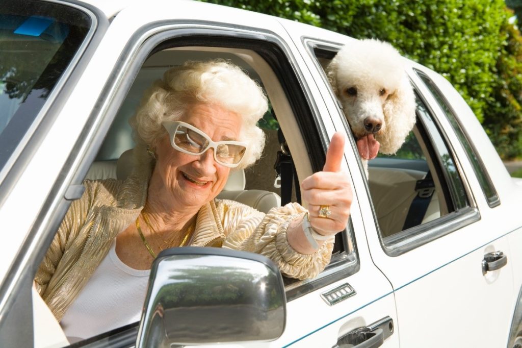 Senior woman in driver seat of car with white poodle in the backseat